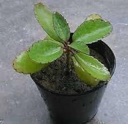 FURYHUB Kalanchoe Plant