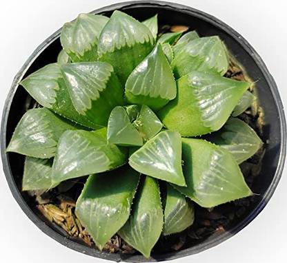 MVM ecomerce Haworthia Cymbiformis Variegata Plant