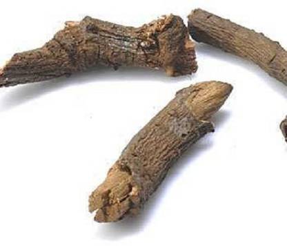 VINARGHYA Chitrak Mool / Cheeta Jad / Chitramulamul / Leadwort / Chita / Chitro / Chittiri