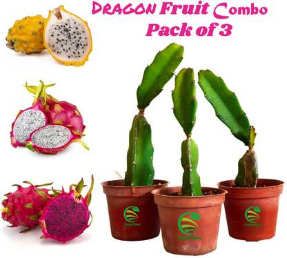 FSK Dragon Tree