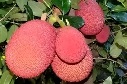 GIFTIGARDENING Jack Fruit Plant