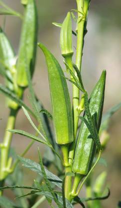 GREENIFY Okra Abelmoschus esculentus Seeds Seed