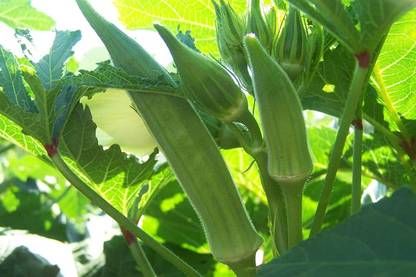 Farmonix Z218_P_Longhorn Okra Seeds - Huge Soft PODS & Huge YIELDS Seed