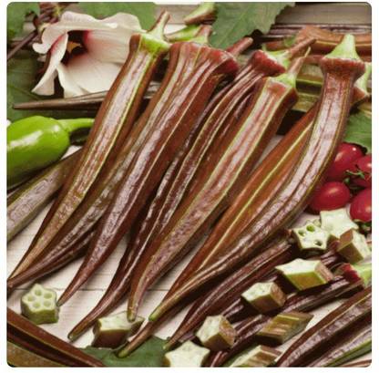 KLARKEE Z266_Y_RED BURGUNDY OKRA SEEDS Seed