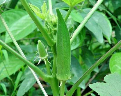 GREENIFY OKRA SEEDS - Abelmoschus esculentus Seed