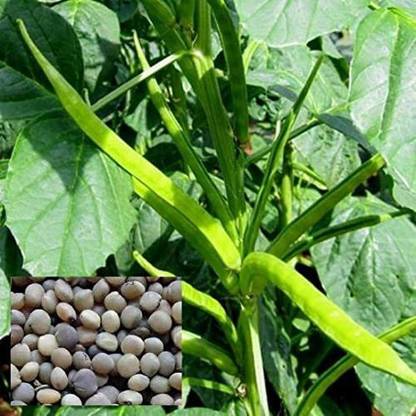 SM Exports Cluster Beans vegetable seeds 18 seeds per pack. Seed