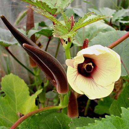 Farmonix Z2937_N_Okra Red Burgundy - Vegetable Seeds Seed