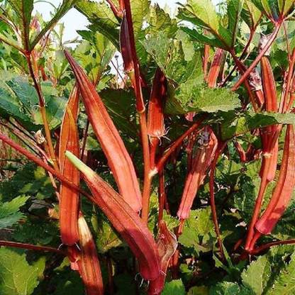 Biosnyg ®VXV-637 Red Burgundy Okra Seed