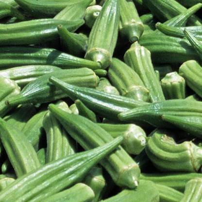 CEZIUS Okra (Lady Finger - Bhindi) Lady Finger Thailand Okra Seed