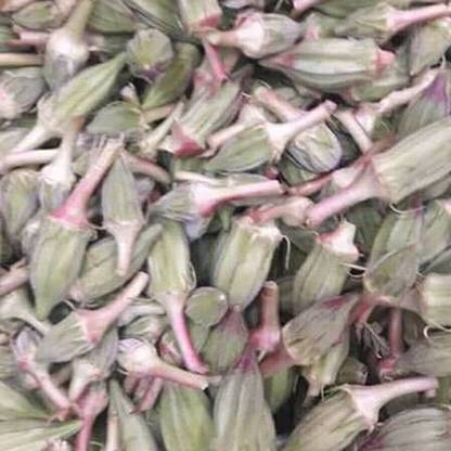 GREENIFY Egyptian Style Okra Seed Seed