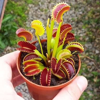 Urban Turtle Venus Flytrap (Dionaea Muscipula) Carnivorous Seed