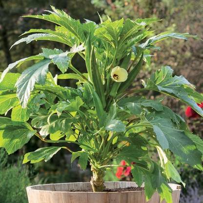 GREENIFY Clemson Spineless Okra Seeds - Gold Vault Jumbo Bulk Seed Seed
