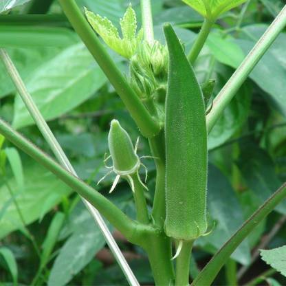 KLARKEE Z1290_A_Okra Lady Finger /Green Okra Seeds Seed