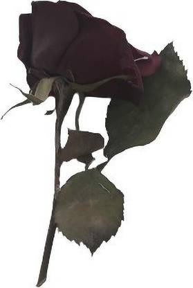 R.R. Resin Art Red Rose Artificial Flower