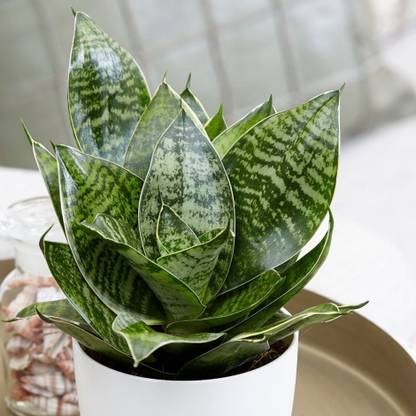 PratshyaPlant Snake Plant