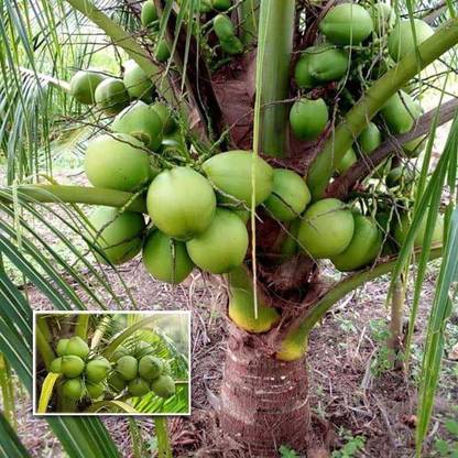 GLOBAL BAZAAR Coconut Plant