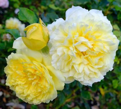 pbhoneypriya palant Rose Plant