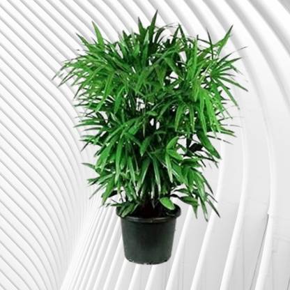 DAIVISH Rhapis Palm Plant