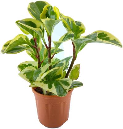 plant chariot Pepromia Plant
