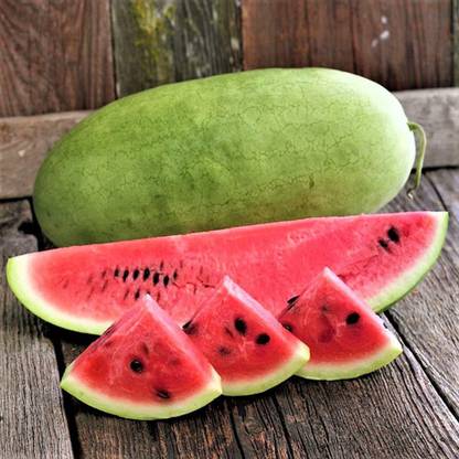CYBEXIS XL-12 - Watermelon Charleston Grey Large - (150 Seeds) Seed