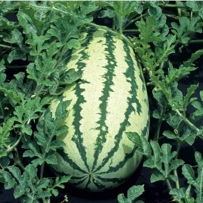 CYBEXIS XLL-52 - Striped Klondike Blue Ribbon Watermelon - (150 Seeds) Seed
