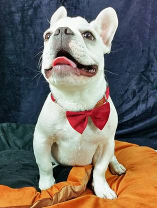 NUEVOS DOGGADIL Bow for Dog, Cat