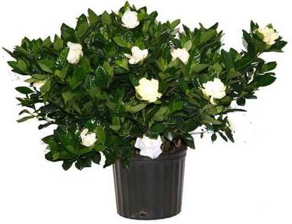 Amazing Gurden Jasmine Plant
