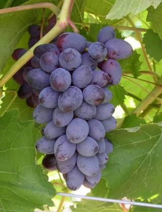 Rainbow Garden Grapes Plant
