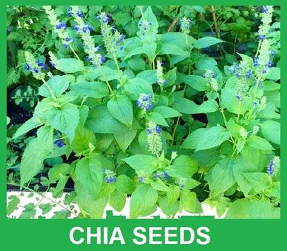 Countgreen Plus CHIA FLOWER Seed