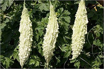 CYBEXIS KGF -71 - Bitter Gourd White Long - (100 Seeds) Seed
