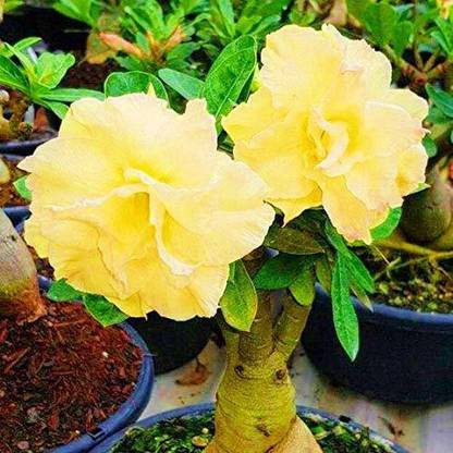 JRYU Adenium Desert Rose Mix Seed