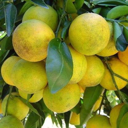 Klone PALESTINIAN SWEET LIME SEEDS Seed