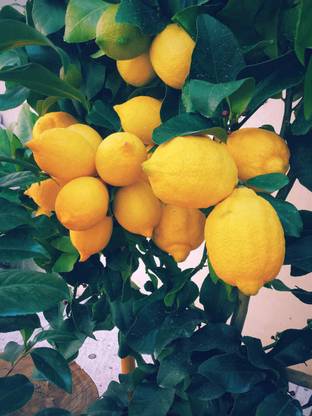 Klone Lemon Sweet Spanish Lime Tree Seeds Seed