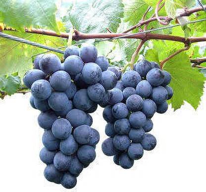 Rainbow Garden Grapes Plant