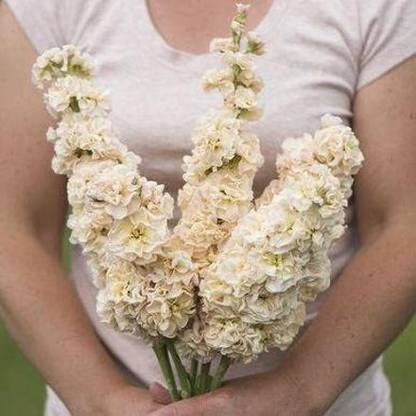 DIOART PAU-33-Iron Apricot Stock Seeds (Matthiola incana) Seed