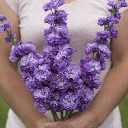 CYBEXIS Iron Blue Stock Seeds (Matthiola incana) Seed