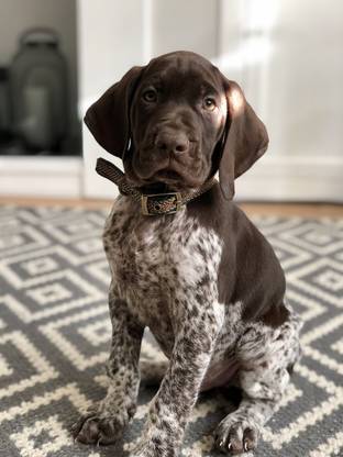 Cute Pointer Dog Multicolour Poster PhotoPrint Print Photographic Paper