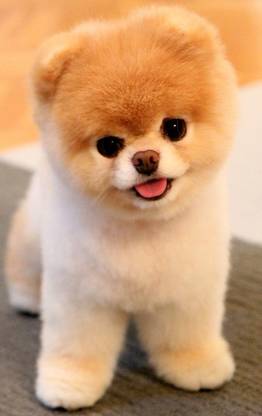 Cute Pomeranian Dog Multicolour Poster PhotoPrint Print Photographic Paper