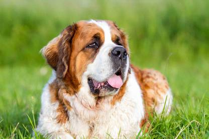 Cute Saint Bernard Dog Multicolour Poster PhotoPrint Print Photographic Paper