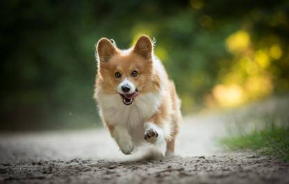 Cute Pembroke Welsh Corgi dog Poster Multicolor Photo Paper Print Poster Photographic Paper