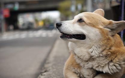 Cute Pembroke Welsh Corgi dog Poster Multicolor Photo Paper Print Poster Photographic Paper