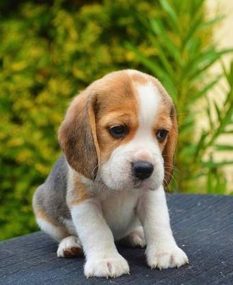 Cute Pocket Beagle Dog Multicolour Poster PhotoPrint Print Photographic Paper
