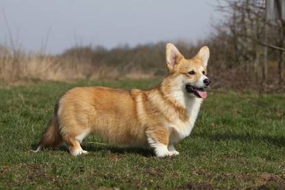 Cute Pembroke Welsh Corgi Dog Multicolour Poster PhotoPrint Print Photographic Paper