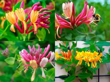 SeedsVille All Season Honeysuckle Vine Flowering Plant Mix Colour Seeds - 30 Seeds Pack, Vine Seed
