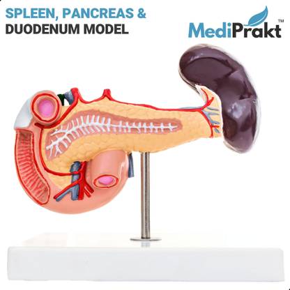 MediPrakt | SPLEEN, PANCREAS & DUODENUM MODEL | LIFE SIZE | Anatomically Accurate | Anatomical Body Model