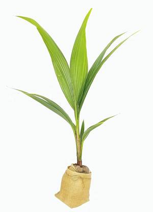 eversneh Coconut Plant