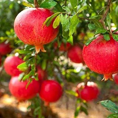 Green Tree Mart Pomegranate Plant