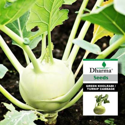Dharma Green Kholrabi, Turnip Cabbage, Ol Kopi Seed