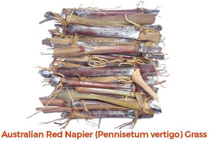 PURE AGROVET ENTERPRISES Australian Red Napier (Pennisetum vertigo) Multicut Green Fodder Grass -50 Slips Seed