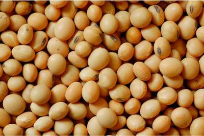 FRENUTRI Organic Soya Bean (Whole)
